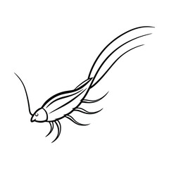vector illustration of an jumping bristletail