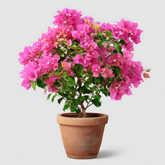 Vibrant pink bougainvillea plant in terracotta pot