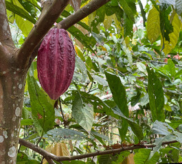 Kakao Frucht an einem Kakaobaum bei Puerto Viejo an der südlichen Karibik Küste von Costa Rica