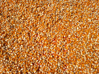 Hundreds of bright orange and yellow corn kernels are spread out on a red tarp, basking under natural sunlight for drying.