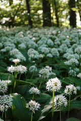 Wild garlic blossoming in the forest in spring season