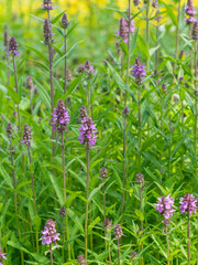 Auf einer Wiese stehen mehrere blühende Pflanzen des Sumpf-Ziest (Stachys palustris).
