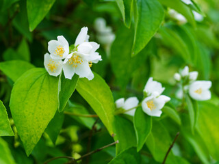 White aromatic flowers of a flowering Philadelphus coronarius bush (sweet mock orange, English dogwood) in garden. Close-up.