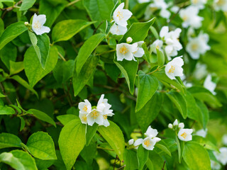 White aromatic flowers of a flowering Philadelphus coronarius bush (sweet mock orange, English dogwood) in garden. Close-up.