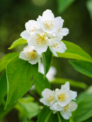 White aromatic flowers of a flowering Philadelphus coronarius bush (sweet mock orange, English dogwood) in garden. Close-up.