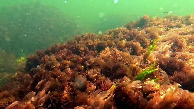 View of algae thickets near the shore in the Black Sea, red and green algae (Porphyra, Enteromorpha, Ceramium) sway in the water