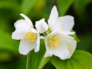 White aromatic flowers of a flowering Philadelphus coronarius bush (sweet mock orange, English dogwood) in garden. Close-up.