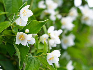 White aromatic flowers of a flowering Philadelphus coronarius bush (sweet mock orange, English dogwood) in garden. Close-up.