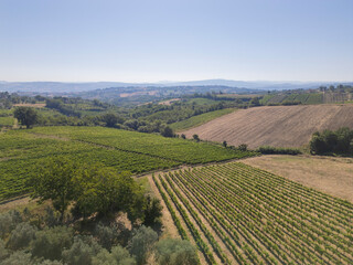 Montemileto, Avellino, Italy, panoramic view of a vineyard