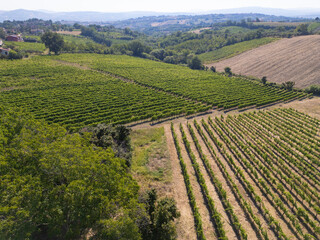 Montemileto, Avellino, Italy, panoramic view of a vineyard