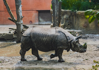 INDIAN RHINOCEROS WALKING IN ZOO HABITAT – 31.05.2025

