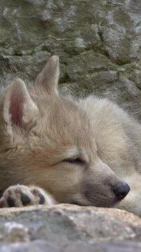 White wolf cub on the rocks. Vertical video