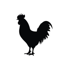 Black silhouette rooster standing on white background Vector illustration