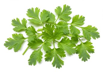 A bunch of fresh green parsley leaves are isolated on a white background