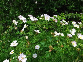 A beautiful wild rose bush in full bloom with delicate pink and white flowers