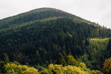 Green forested Carpathians mountain landscape under cloudy sky in early morning light