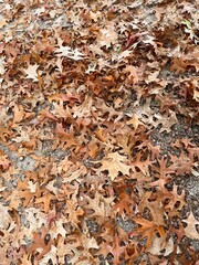 autumn leaves background