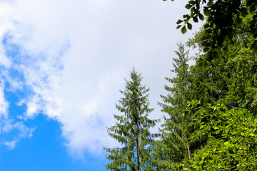 Tall pine trees against a bright blue sky with scattered clouds in a tranquil forest