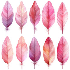 Set of delicate pink feathers isolated on transparent background.