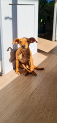 A lovely small dog with golden fur and large ears, sitting comfortably in a sunlit space, conveying...