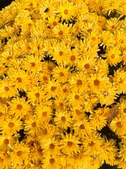yellow chrysanthemum flowers background wallpaper