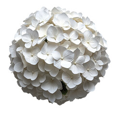 white hydrangea flower spheres decorative arrangement isolated on transparent background.