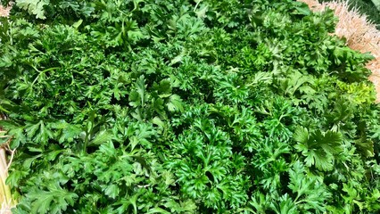 green vegetables background