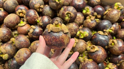 Girl hand holding mangosteen on the market