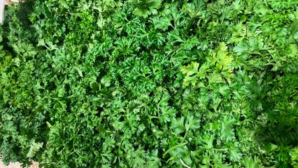 green coriander background