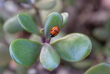 Close-Up of a Ladybug on a Jade Plant Leaf – Symbol of Luck and Nature