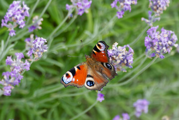 European peacock butterfly (Aglais io) perched on lavender in Zurich, Switzerland