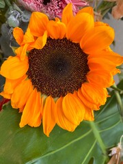 sunflower in a garden