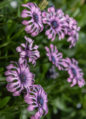 Close-Up of African daisy in Summer Garden