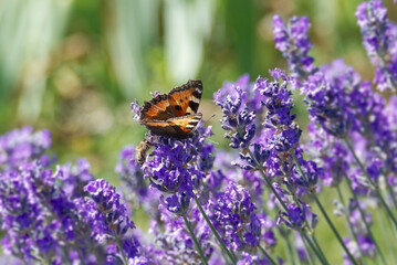 Small tortoiseshell butterfly (Aglais urticae) perched on lavender in Zurich, Switzerland