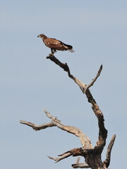 American Bald Eagle at the Richland Creek Wildlife Management Area of Texas
