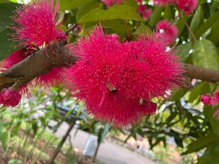 Water guava flower tree