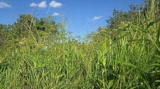  Green grass and blue sky. Wildlife, environment
