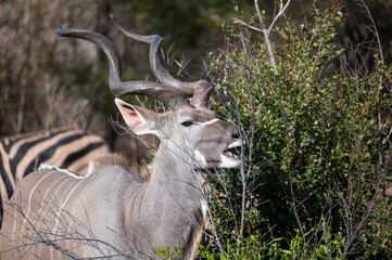 A close-up portrait of a Kudu bull will laid back horns browsing with open mouth on a scantily...