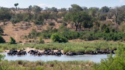 Panoramic view of an African river scene with a herd of African Buffalo drinking in the riverbed...