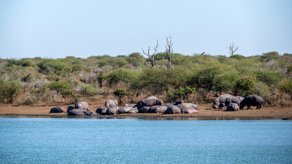 A panoramic view of a large pod of Hippopotamus sunning themselves on the opposite bank of a large...