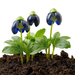 Three Dark Blue Flowers Emerging from Soil
