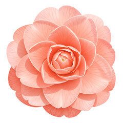 Delicate Coral Pink Camellia Blossom Close Up