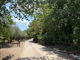 dirt road with fence that runs alongside olive grove