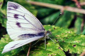 Small White Butterfly
