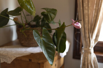 purple flower x large green leaves in a pot