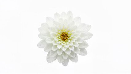 Single white flower with yellow center isolated on a plain white background. Suitable for botanical, floral, or nature design projects requiring a clean isolated element.
