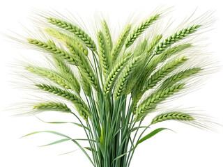 Fototapeta premium clear-image-of-a-living-bouquet-of-wheat-ears