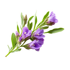 Lilac flowers isolated on transparent background