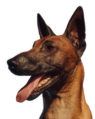 Belgian malinois dog portrait with tongue out isolated on transparent background