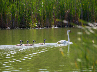 A mute swan and her four cygnets glide across the lake, bathed in the soft glow of the early...